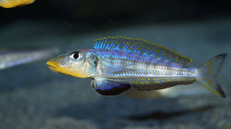 Enantiopus sp. 'kilesa'